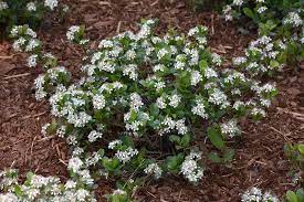 Low Scape Mound Chokeberry ® PW : 3 Gallon