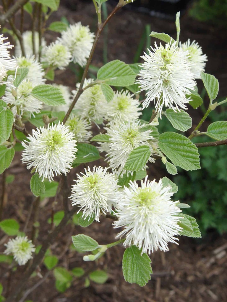 Mount Airy Fothergilla : 24 Inch