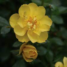 Oso Easy Lemon Zest Rose ® PW : 3 Gallon