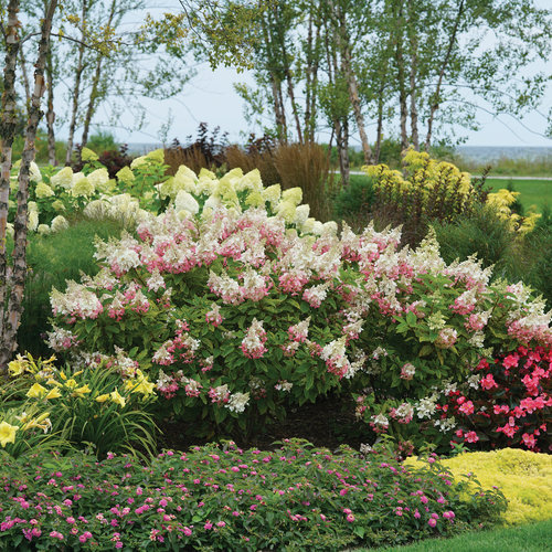Pinky Winky Hydrangea ® PW : 5 Gallon