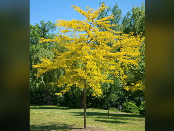 Sunburst Honeylocust : 2 Inch