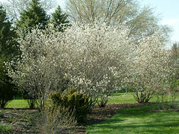 Autumn Brilliance Serviceberry MS : 7 Foot