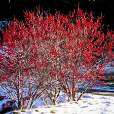 Sparkleberry Winterberry : 2 Foot