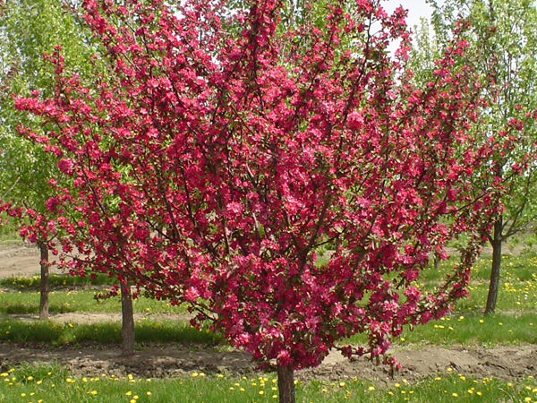 Adams Crabapple : 2 Inch