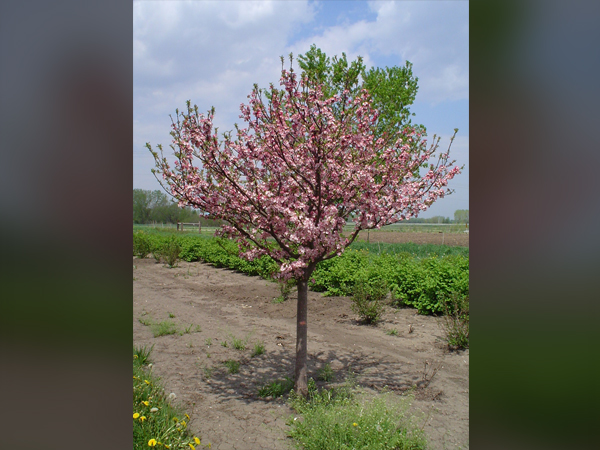 Coralburst Crabapple : 2 Inch