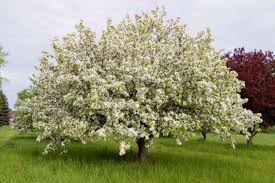 Donald Wyman Crabapple : 2 Inch