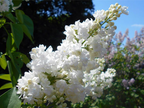Miss Ellen Willmott Lilac : 6 Foot