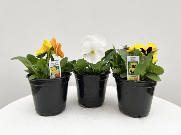Pansy : 4 Inch Pot