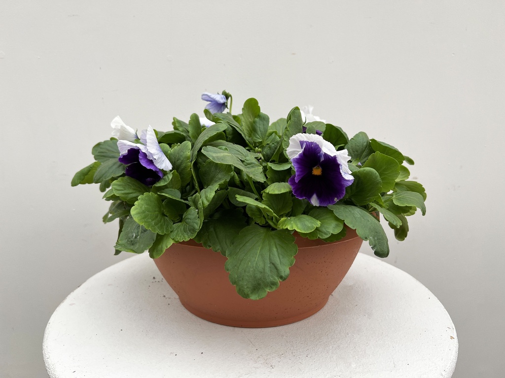 Pansy Bowl : 12 Inch Pot