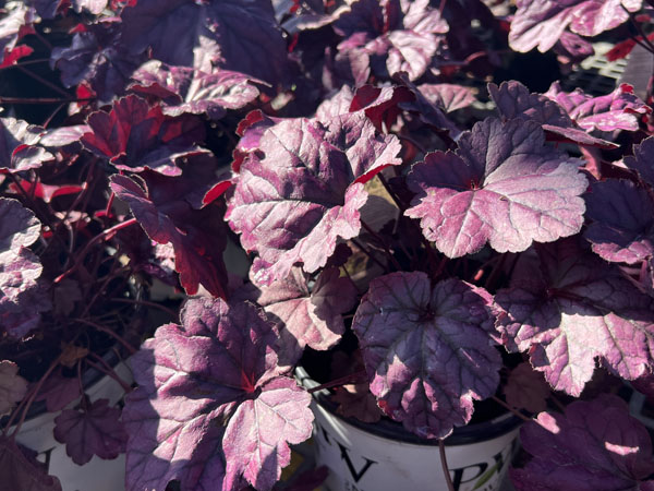 Wildberry Coral Bells : 1 Gallon