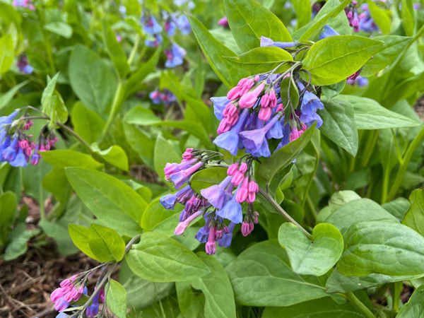 Virginia Bluebells : 1 Gallon