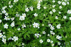 Canada Anemone : 1 Gallon