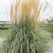 Bluejoint Grass : 1 Gallon