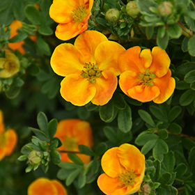 Mandarin Tango Potentilla : 2 Gallon