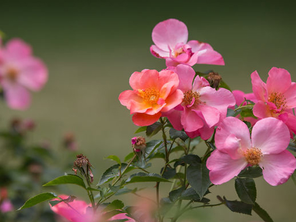 Easy Elegance ® All the Rage Rose : 2 Gallon