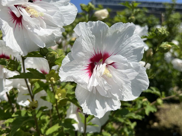 Bali Rose of Sharon : 2 Gallon