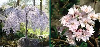 Snow Fountain Weeping Cherry : 10 Gallon