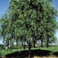 Corkscrew Willow : 5 Gallon