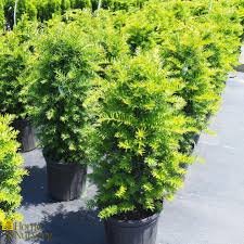 Captain Yew : 5 Gallon