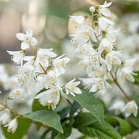 Chardonnay Pearls Deutzia ® PW : 2 Gallon