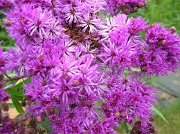 Prairie Ironweed : 1 Gallon