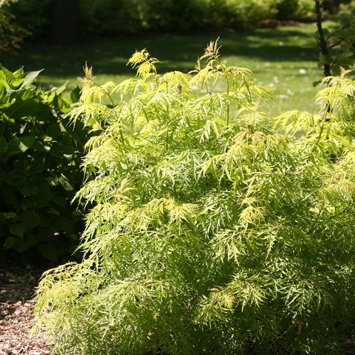 Lemony Lace ® Elderberry : 3 Gallon