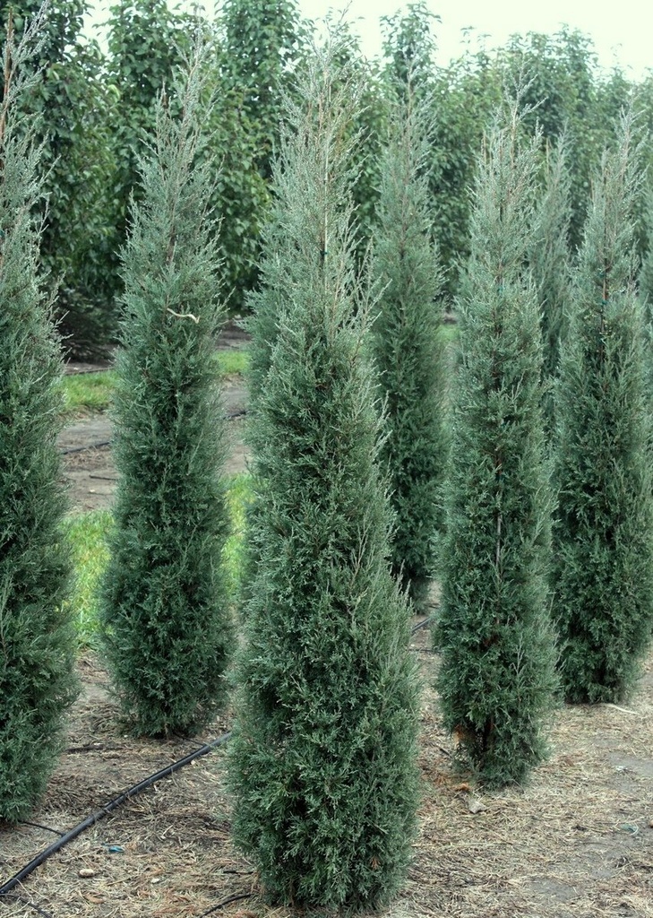 Taylor Juniper : 8 Foot