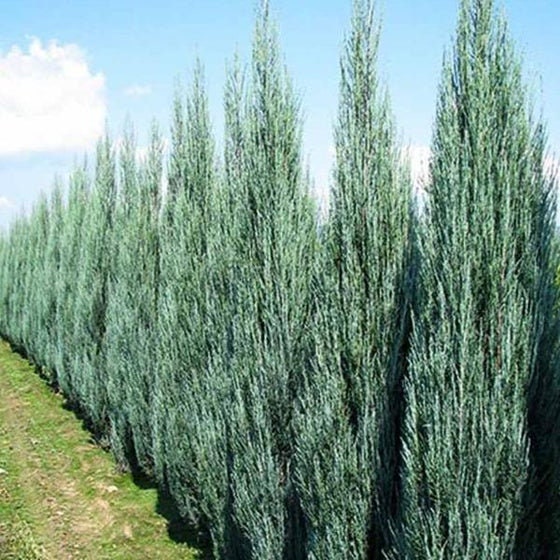 Skyrocket Juniper : 5 Foot