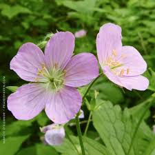 Wild Geranium : 1 Gallon
