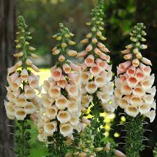 Foxglove Dalmatian Peach : 1 Gallon