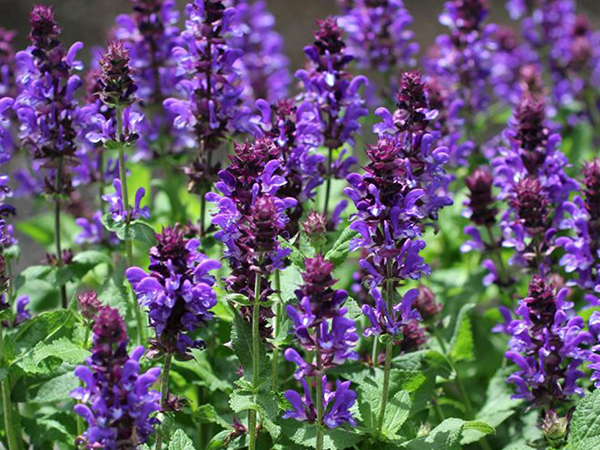 Blue Marvel Salvia : 1 Gallon