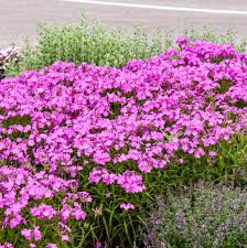 Opening Act Ultra Pink Phlox : 1 Gallon