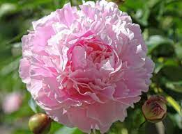 Hermione Peony Double Pink : 2 Gallon