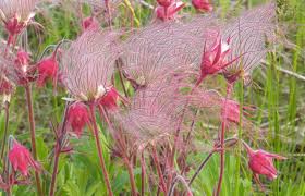 Prairie Smoke Geum : 1 Gallon