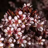 Newport Plum : 10 Gallon