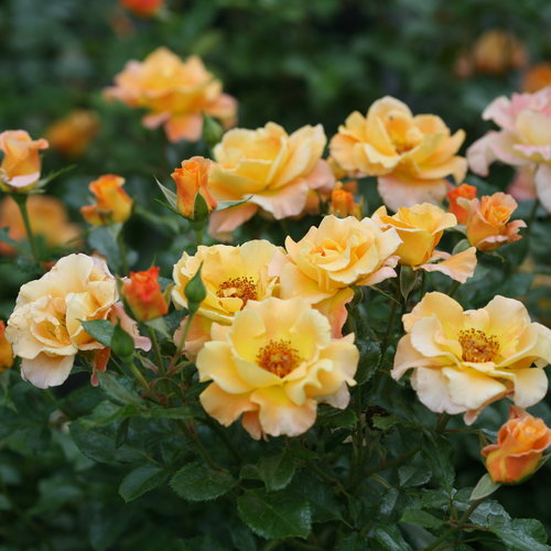 Oso Easy Sunorita Rose ® PW : 3 Gallon