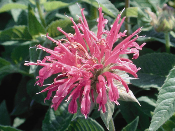 Coral Reef Bee Balm : 1 Gallon