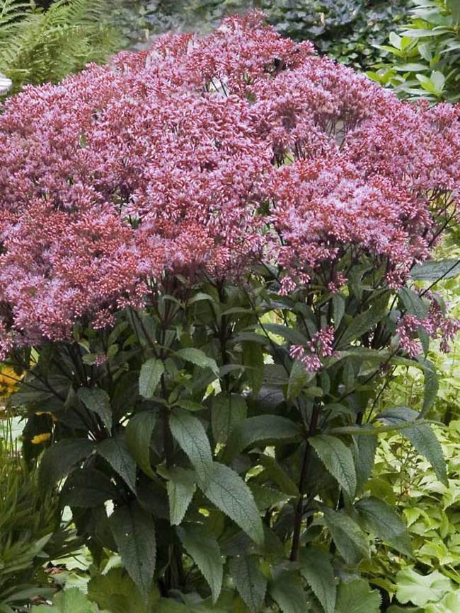 Little Joe Pye Weed : 1 Gallon