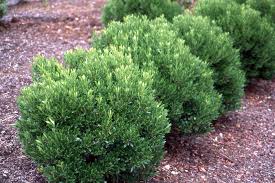 Shamrock Compact Inkberry Holly : 3 Gallon
