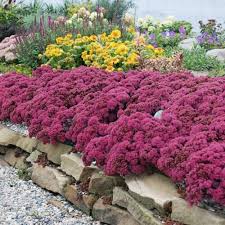 SunSparkler Dazzleberry Sedum ® : 1 Gallon