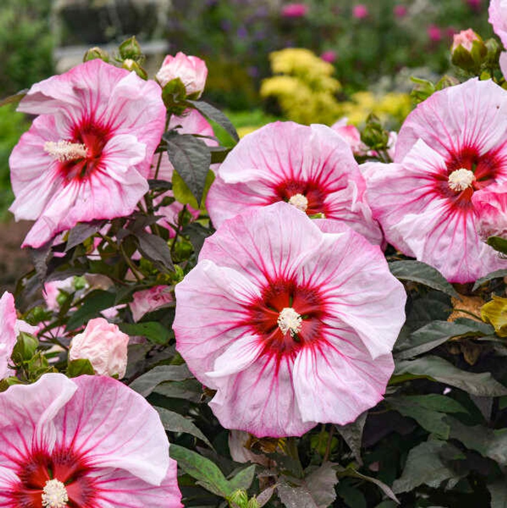 Cherry Choco Latte Hibiscus : 2 Gallon