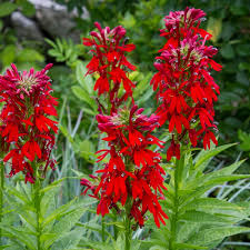 Cardinal Flower : 1 Gallon
