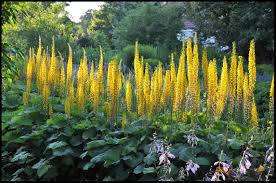 The Rocket Ligularia : 1 Gallon