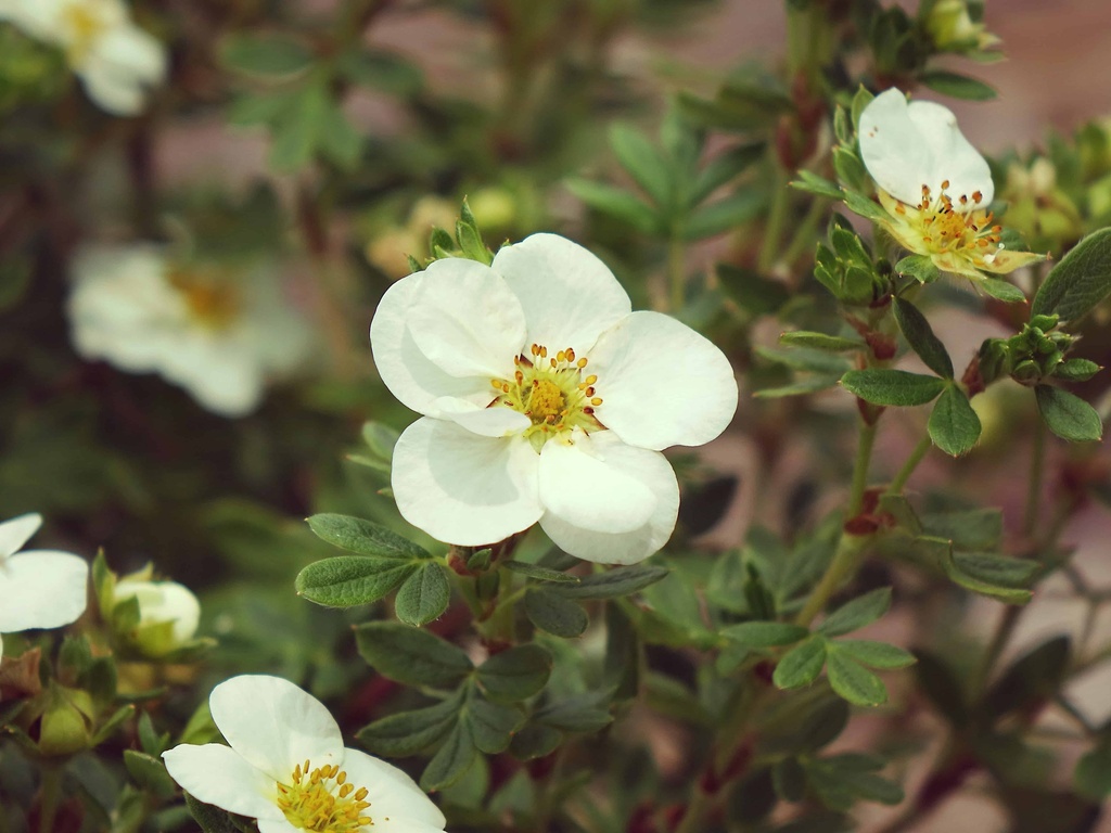 Creme Brulee Potentilla ™ : 3 Gallon