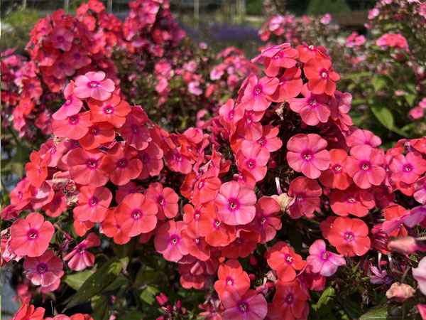 Glamour Girl Phlox : 1 Gallon