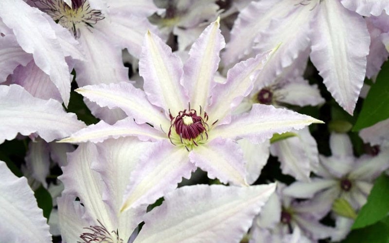 Claire de Lune Clematis : 2 Gallon