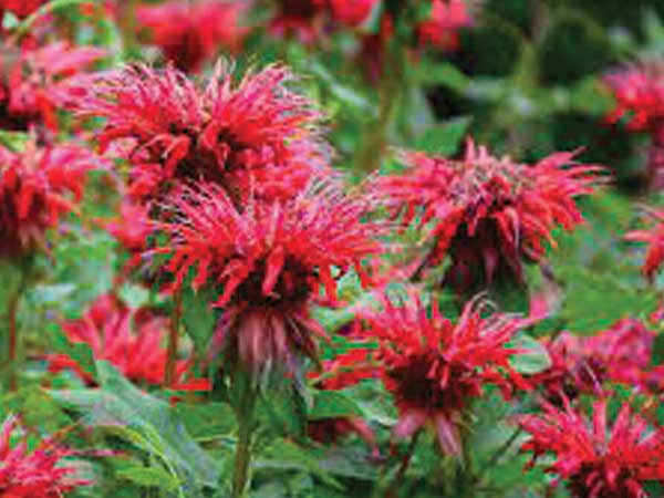 Fireball Bee Balm : 1 Gallon
