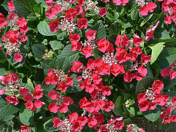 Cherry Explosion Hydrangea : 3 Gallon