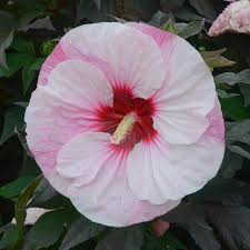 Perfect Storm Hibiscus : 3 Gallon