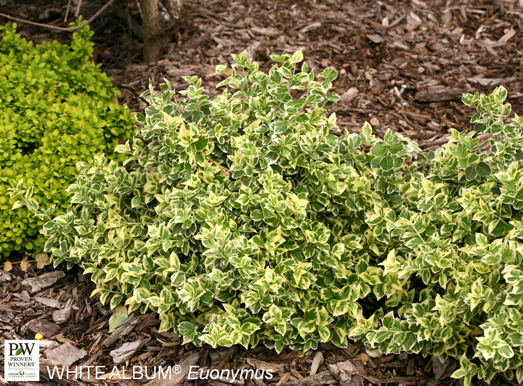 Sarcoxie Wintercreeper : 5 Gallon